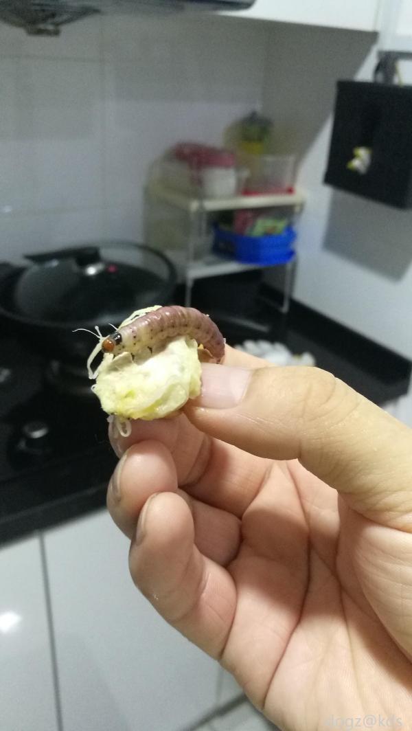 大家有没有看过榴莲虫呢? 今天给大家看看眼