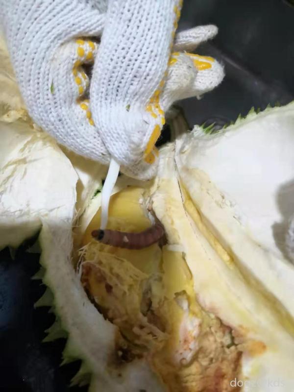 榴莲虫在壳内的状态