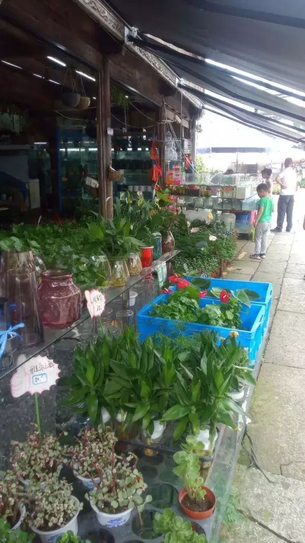 避暑,嘉兴花鸟市场逛一逛