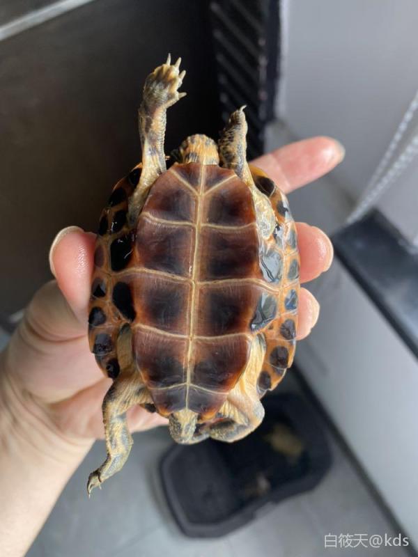 上海本地出个日石杂花龟