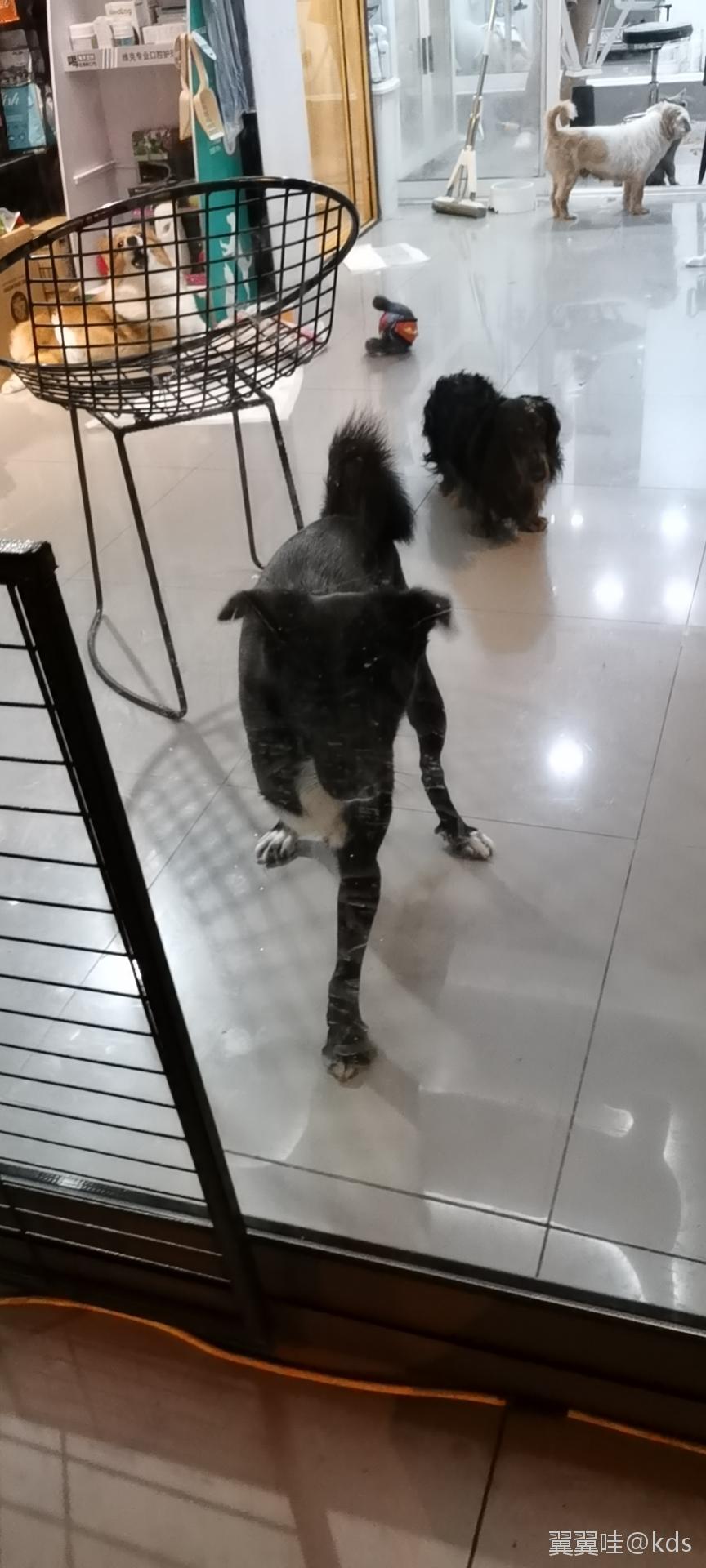 今天看到只三只脚的黑狗,啥水平!_kds宽带山