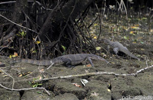 新加坡野生动物