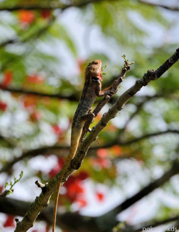 新加坡野生动物
