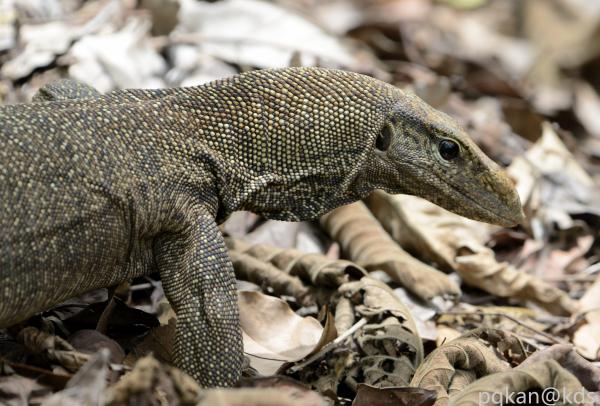 新加坡野生动物