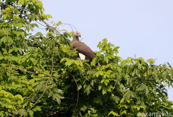 新加坡野生动物