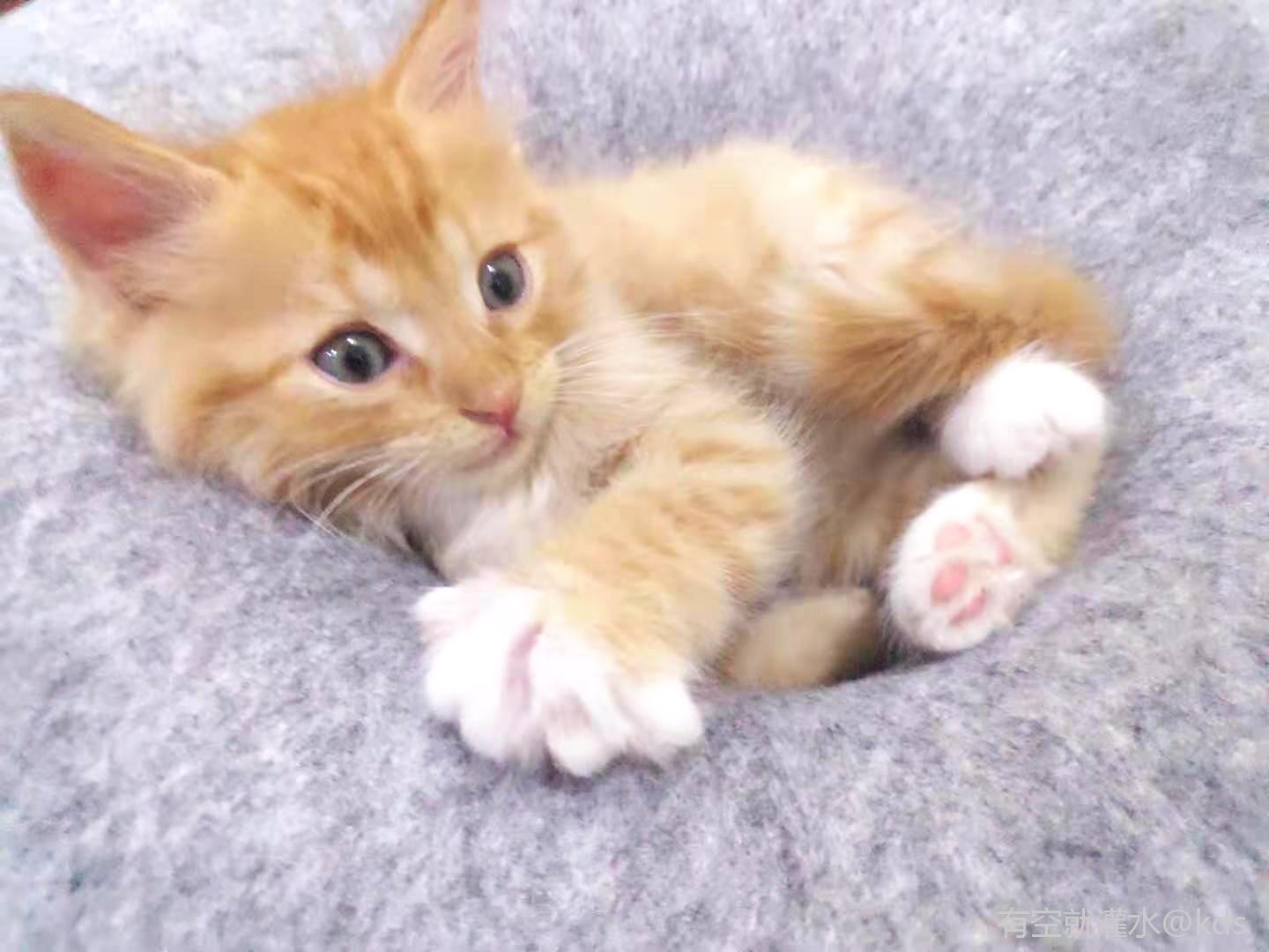 小区捡到一只小黄猫,收养了