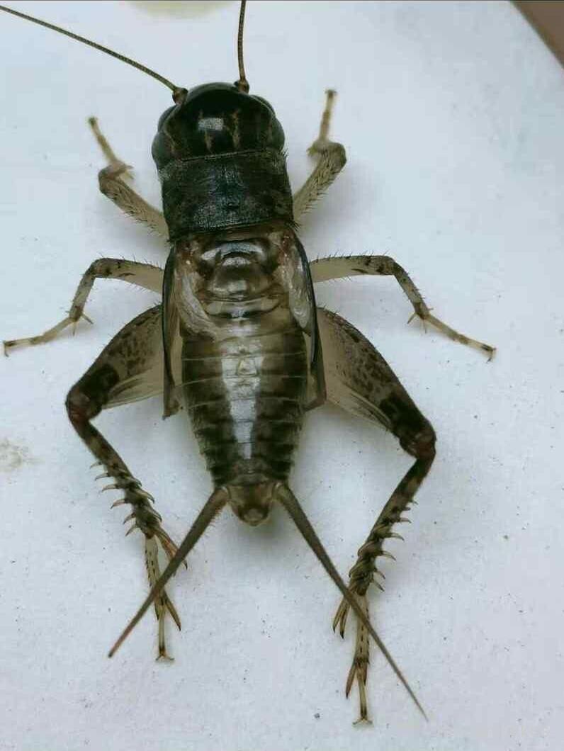 赤膊罗汉大王蟋蟀