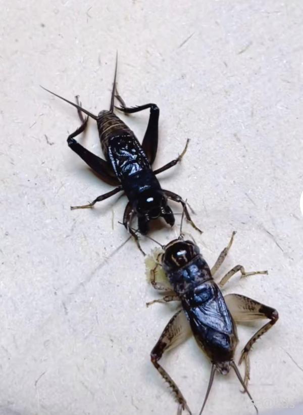 赤膊罗汉大王蟋蟀