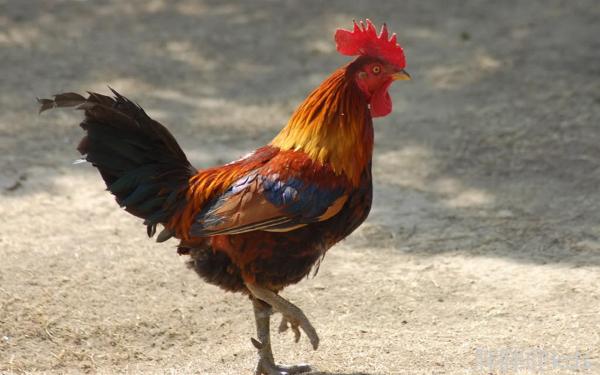 赤膊罗汉大王蟋蟀