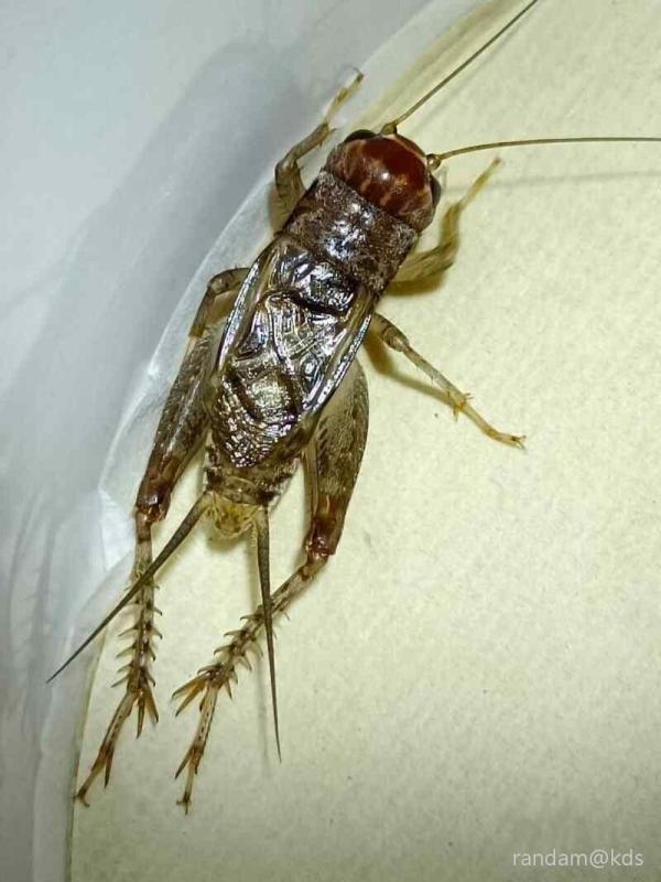 蟋蟀中的帅哥,身披金甲圣衣,脚踏七色云彩