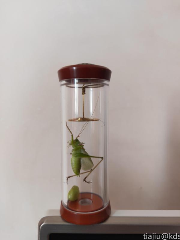 又到养虫季节_kds宽带山