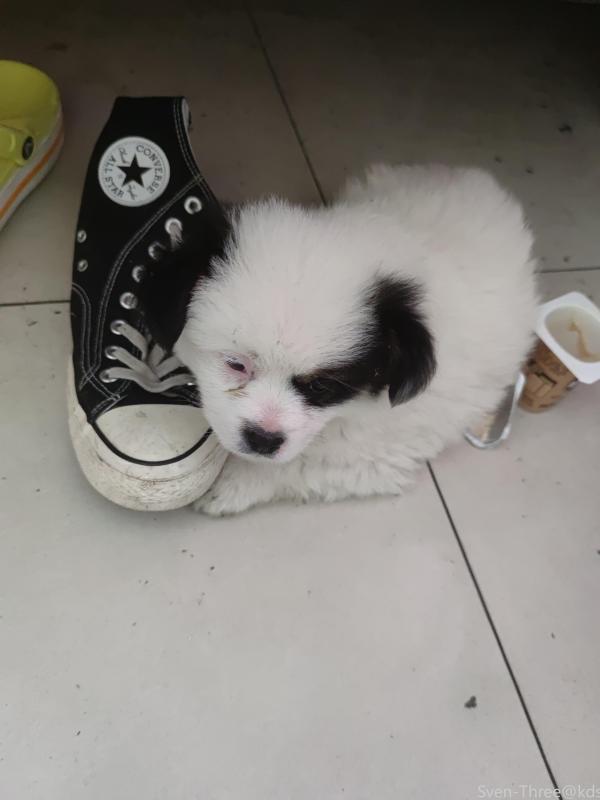 川沙6个月可爱边牧串串求领养