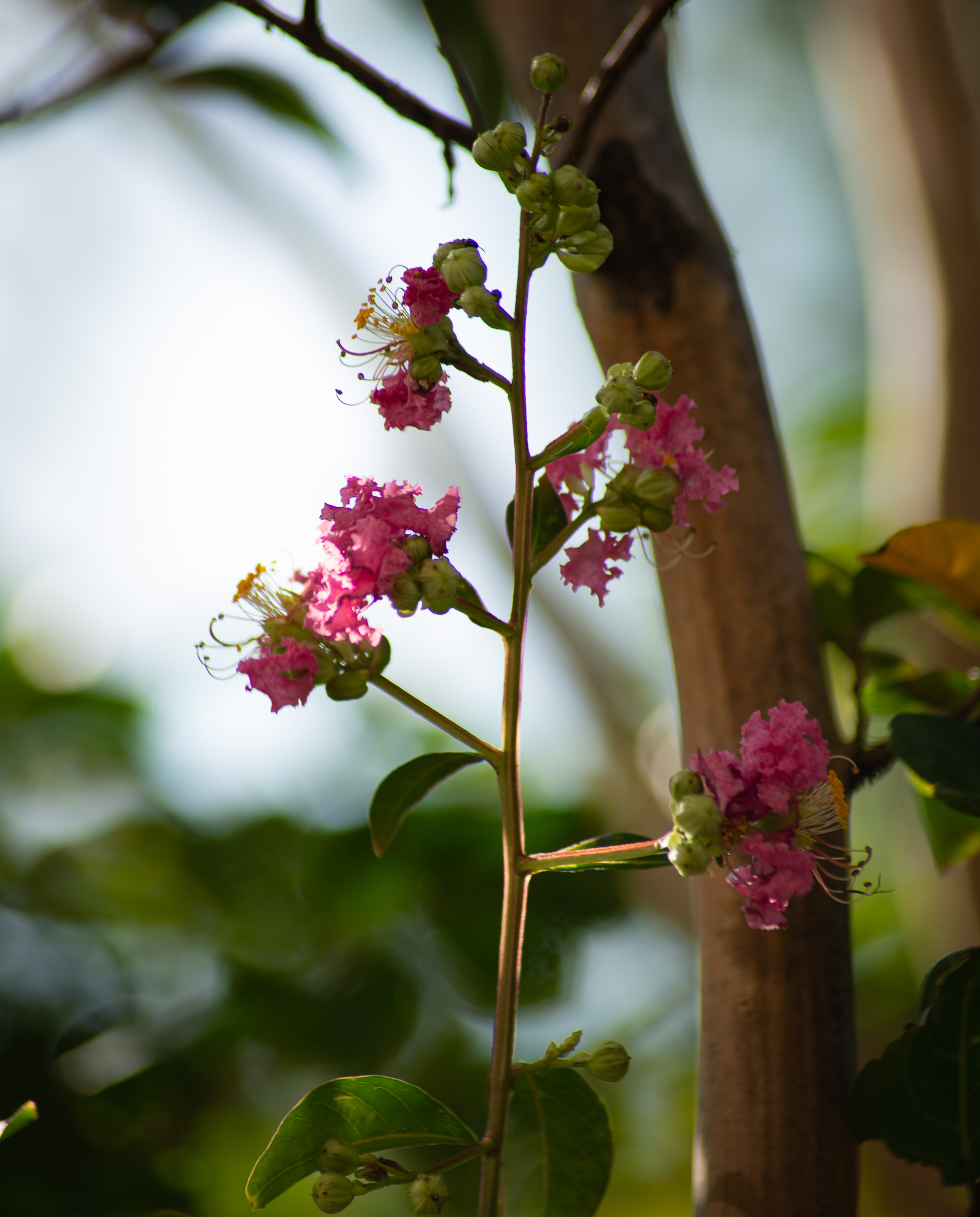 几张虚化背景照片,有花开