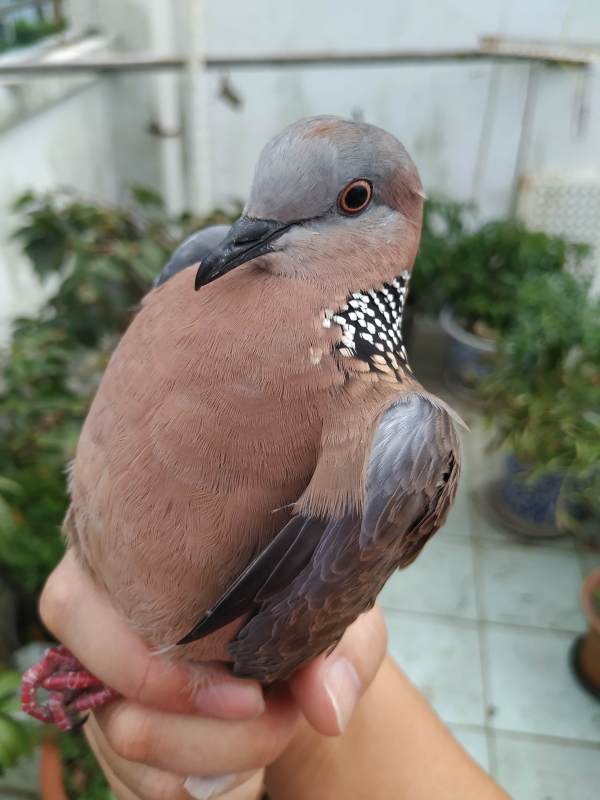 养鸽子的来帮忙看看-宽带山kds-宽带山社区-城市消费门户