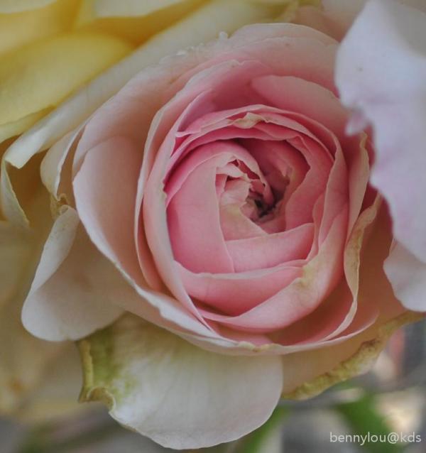 记录下我家阳台的月季花