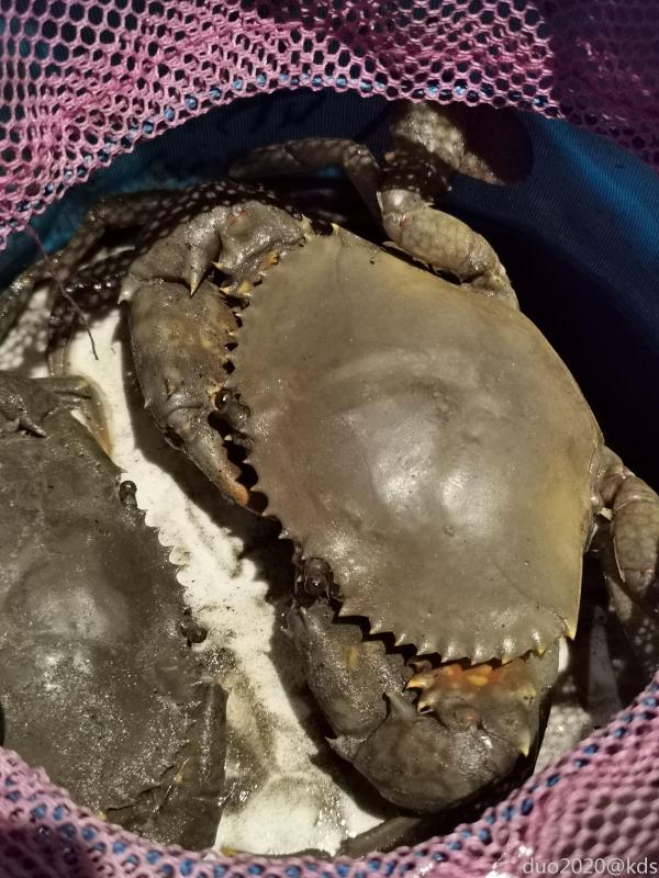 白令海峡捕蟹还去吗