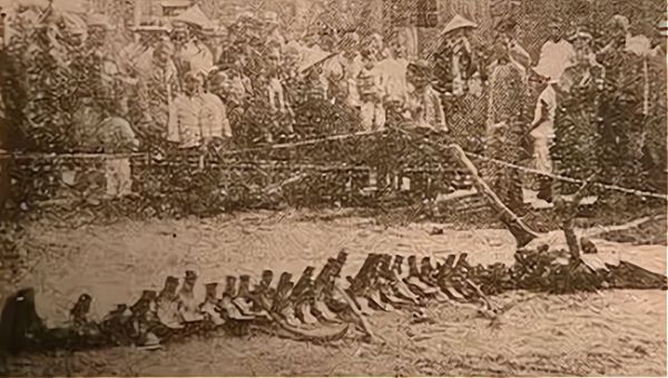 关于辽宁营口坠龙事件-宽带山kds-宽带山社区-城市消费门户