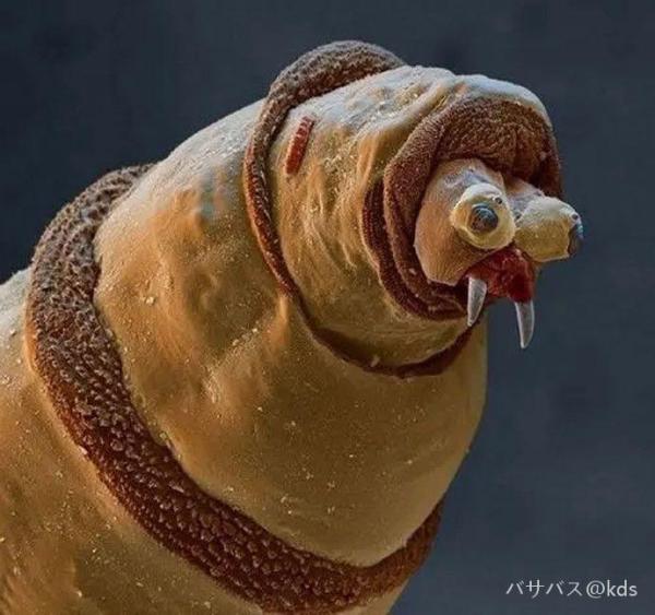 高倍显微镜下的蛆