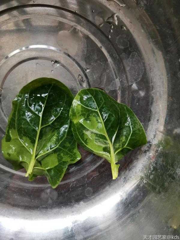 菠菜叶子有的地方变深色了是不是坏了