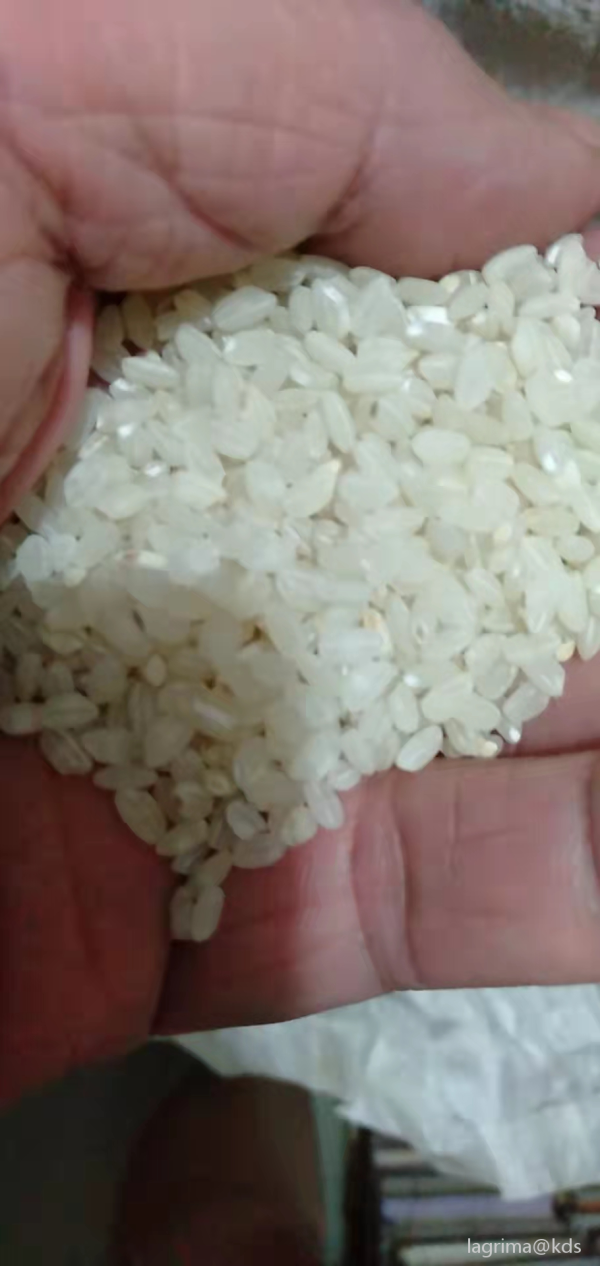 怎样杀死生或熟大米里的黄曲霉素?