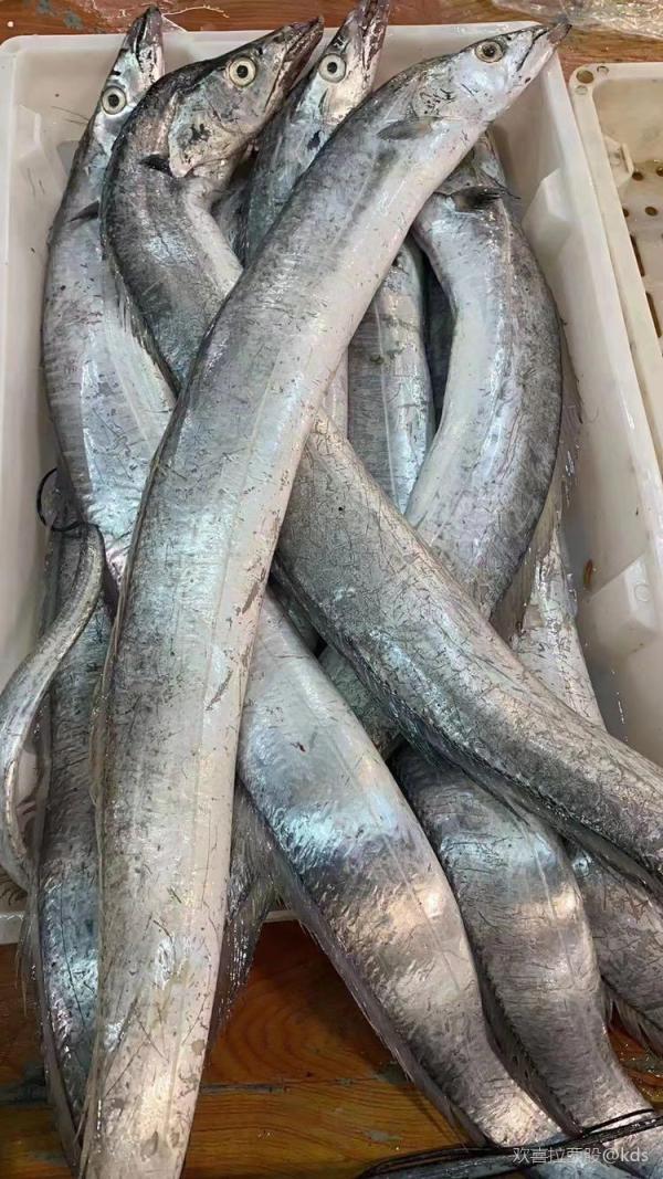 这个是什么品种带鱼