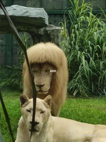 狮子换毛图片图片
