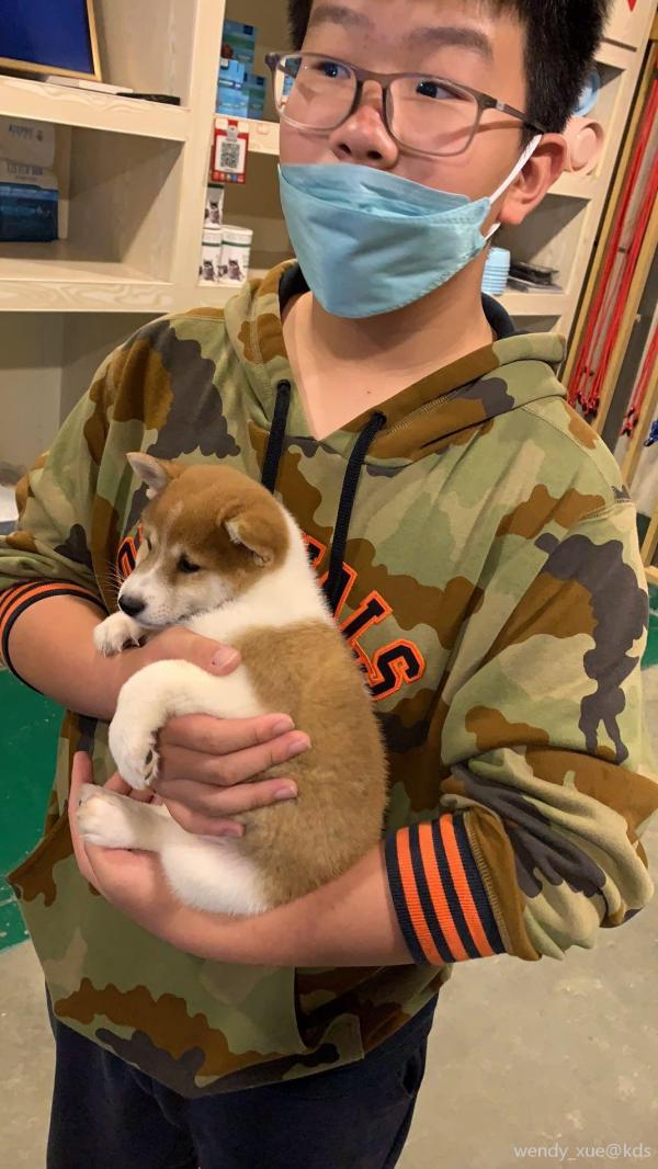 见过花柴犬吗,我就买到一只-宽带山kds-宽带山社区-城市消费门户