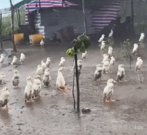 土番鸭图片 淋雨图片